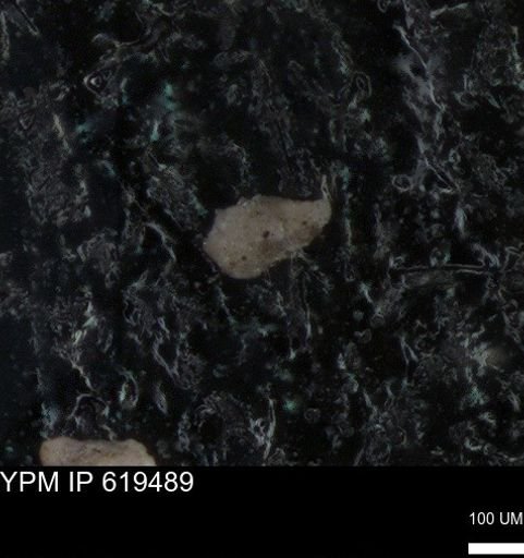 undet. Foraminiferida