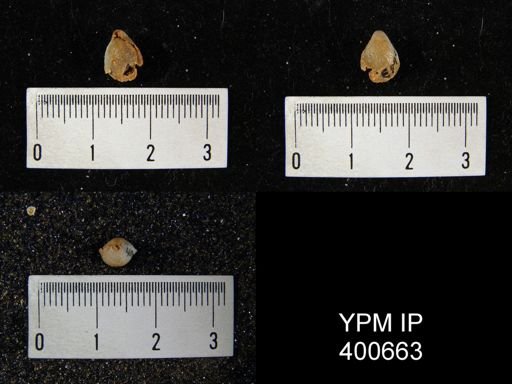Dielasma sp.