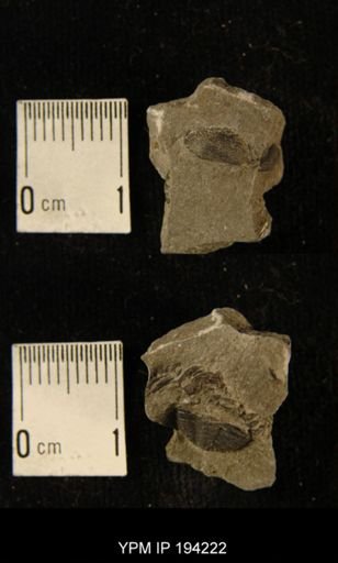 Phacops rana