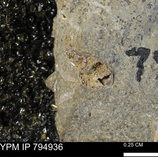 undet. Ammonoidea
