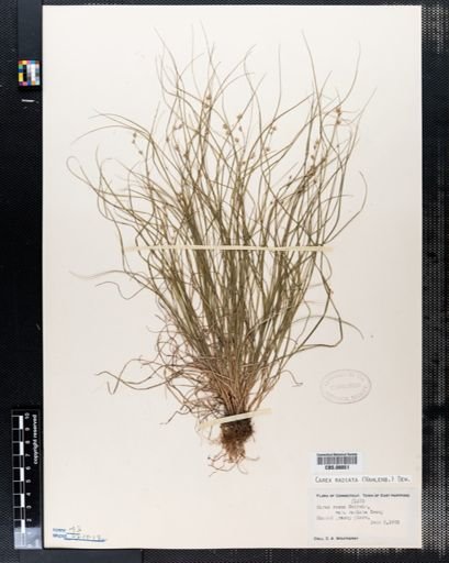 Carex rosea