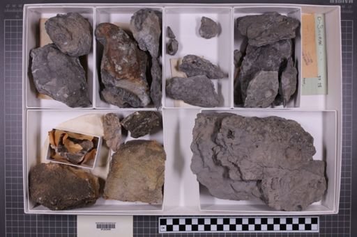 mixed taxa, stratigraphic collection