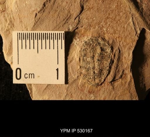 Elrathia kingi