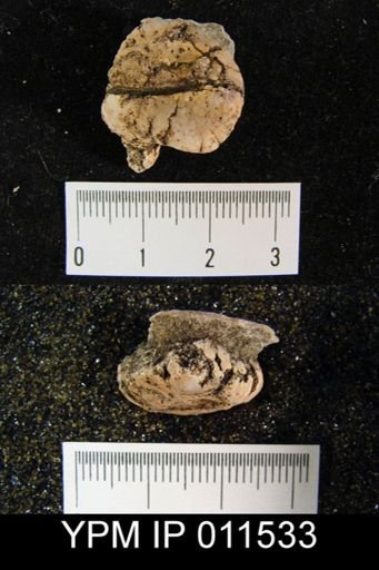 Avonia signata