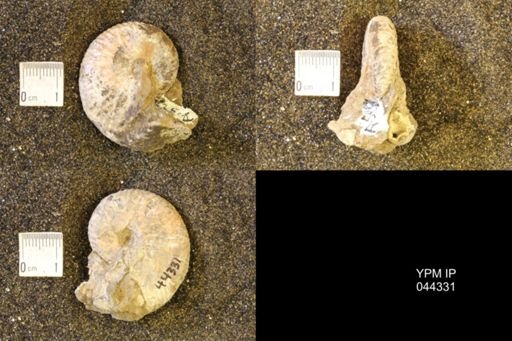 Hoploscaphites comprimus