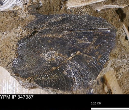 undet. Bivalvia