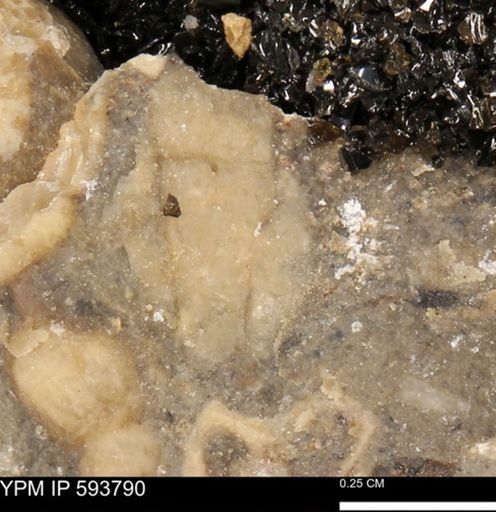 undet. Mollusca