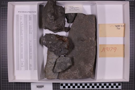 mixed taxa, stratigraphic collection