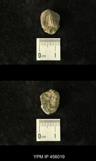 Platystrophia amoena