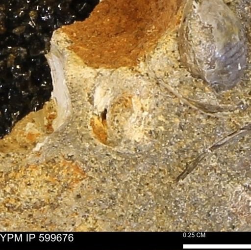 Protocardia subquadrata
