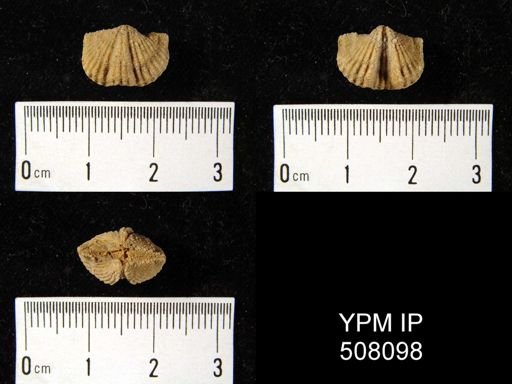 Platystrophia biforata