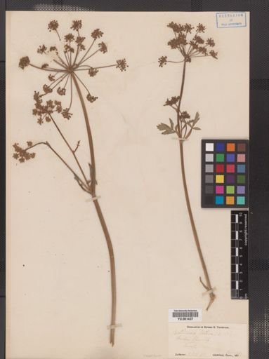 Pastinaca sativa