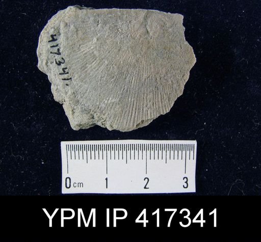 Schuchertella subplana