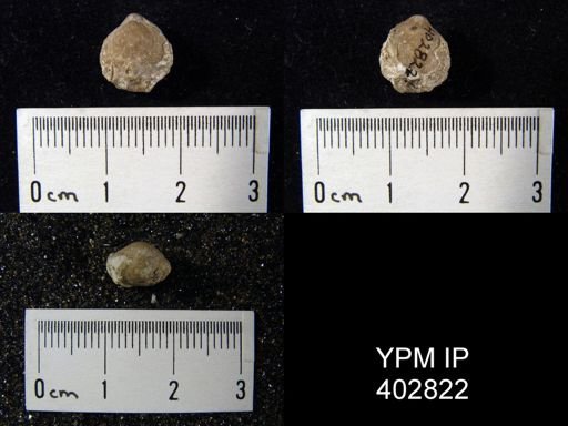 Composita trinuclea