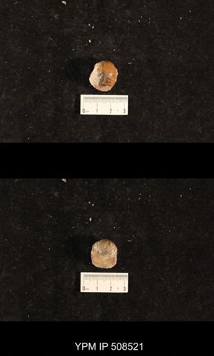 Bellerophon sp.