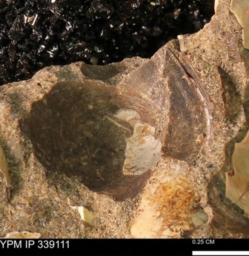 undet. Bivalvia