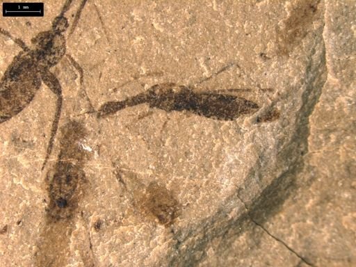 undet. Hydrometridae
