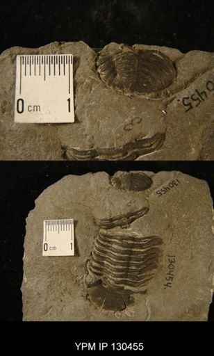 Phacops rana