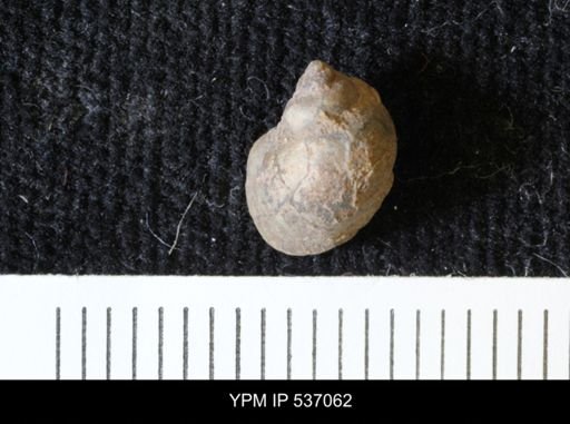 Viviparus montanaensis
