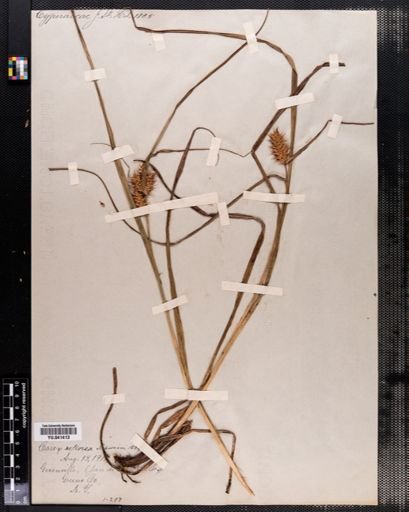 Carex retrorsa