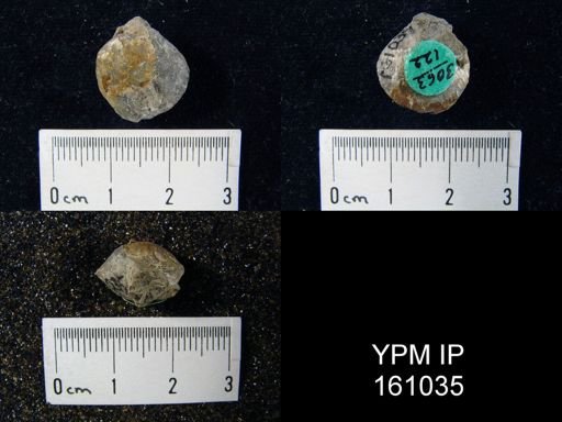 Atrypa reticularis