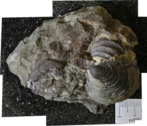 undet. Inoceramidae