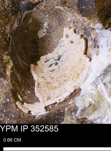 undet. Bivalvia
