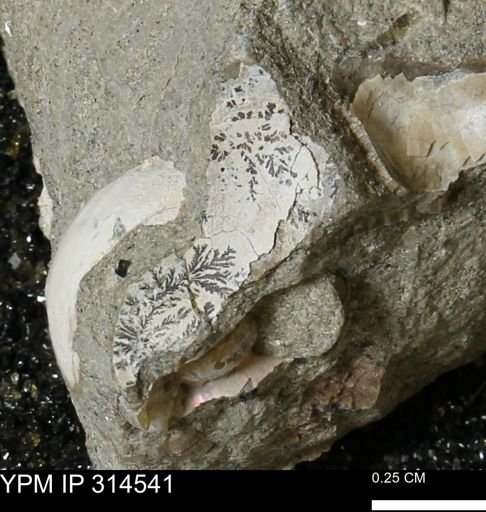 undet. Bivalvia