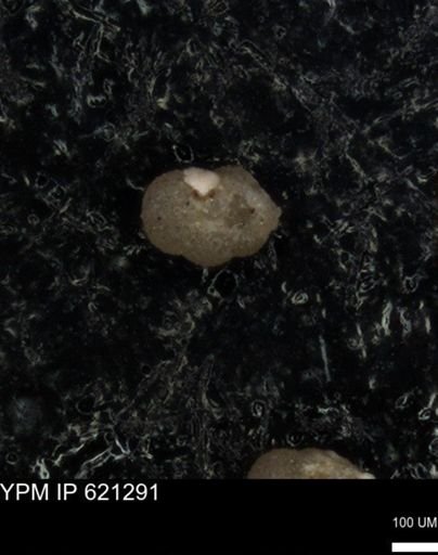 undet. Foraminiferida