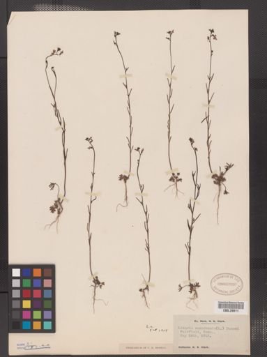 Linaria canadensis