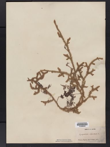Lycopodium clavatum