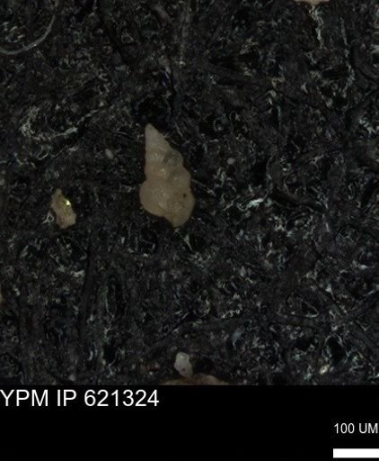 undet. Heterohelicidae