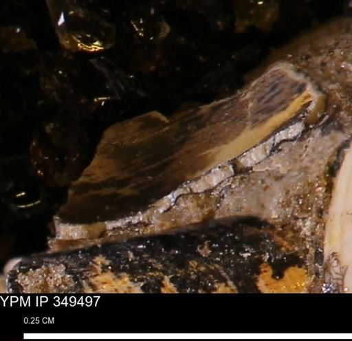 undet. Mollusca