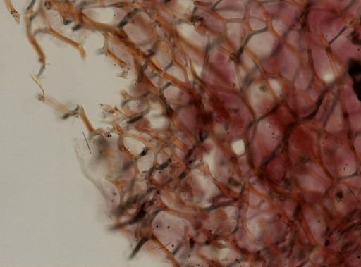 cf. Spongia