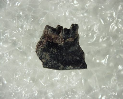 Tetonoides