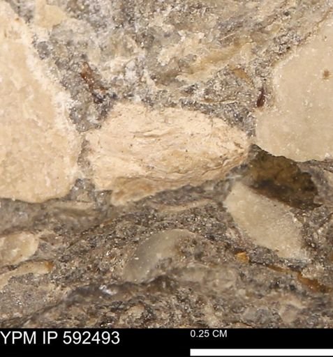 undet. Mollusca