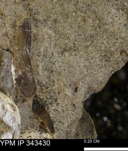 undet. Mollusca