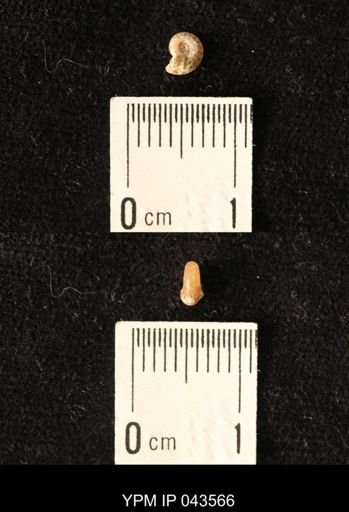 Hoploscaphites nicolletii