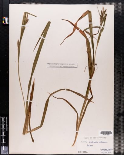 Carex scabrata