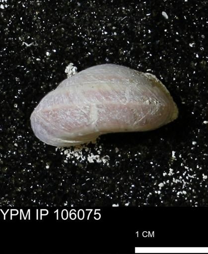 Poecilozonites bermudensis zonatus