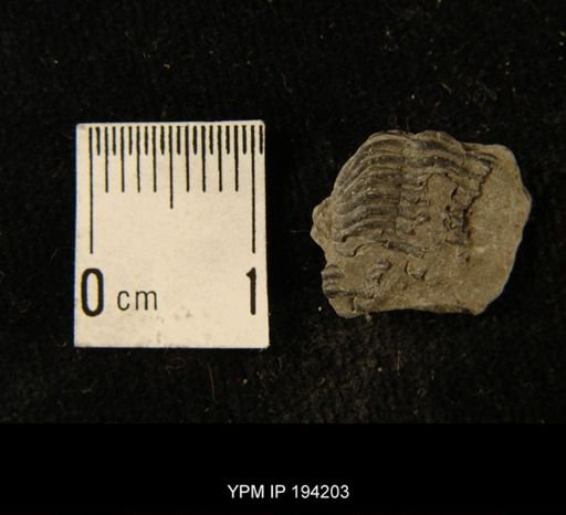 Phacops rana