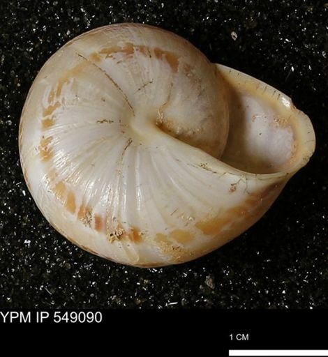 Helicidae?