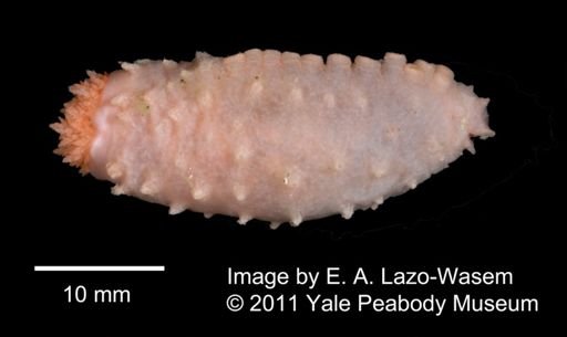 Holothuroidea