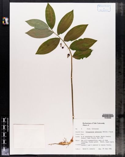 Polygonatum pubescens