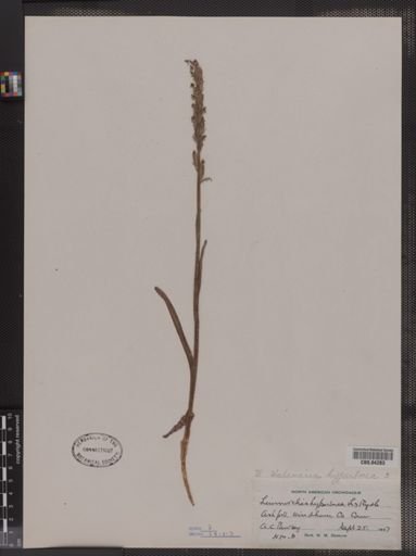 Habenaria