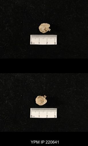 Dielasma sp.