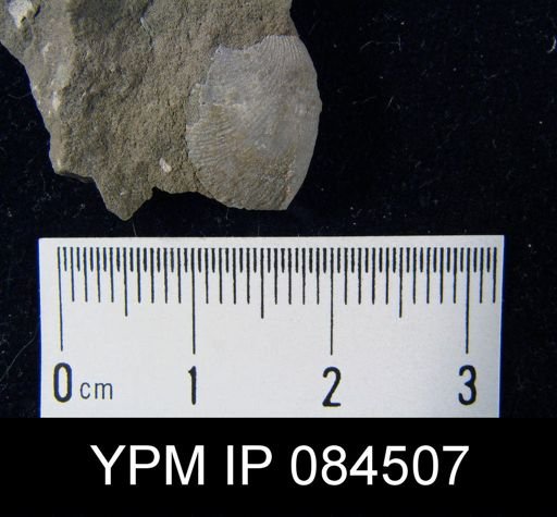 Parmorthis elegantula