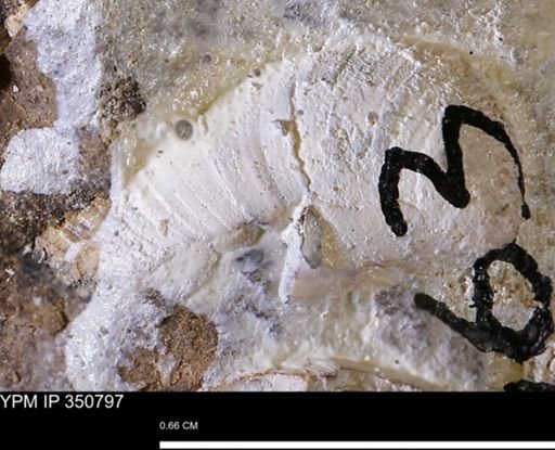 undet. Bivalvia