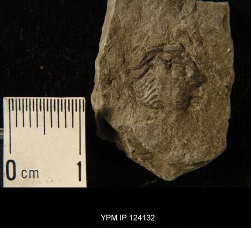 Phacops rana