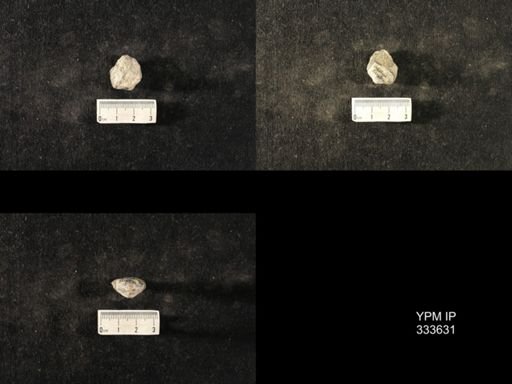 Athyris spiriferoides